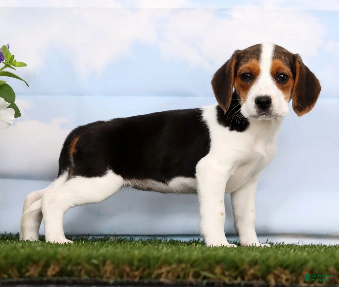 Beagle dogs for sale: Dana - Ad 2