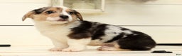 Welsh Corgi Pembroke dogs for sale: Ricky - Ad 2