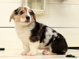 Welsh Corgi Pembroke dogs Ricky - Ad 39