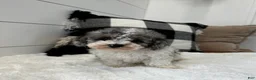 Toy Poodle dogs for sale: Louie - Ad 3