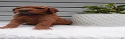 Goldendoodle dogs for sale: Darrington - Ad 4
