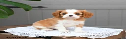 Cavalier King Charles Spaniel dogs for sale: Bailey - Ad 1