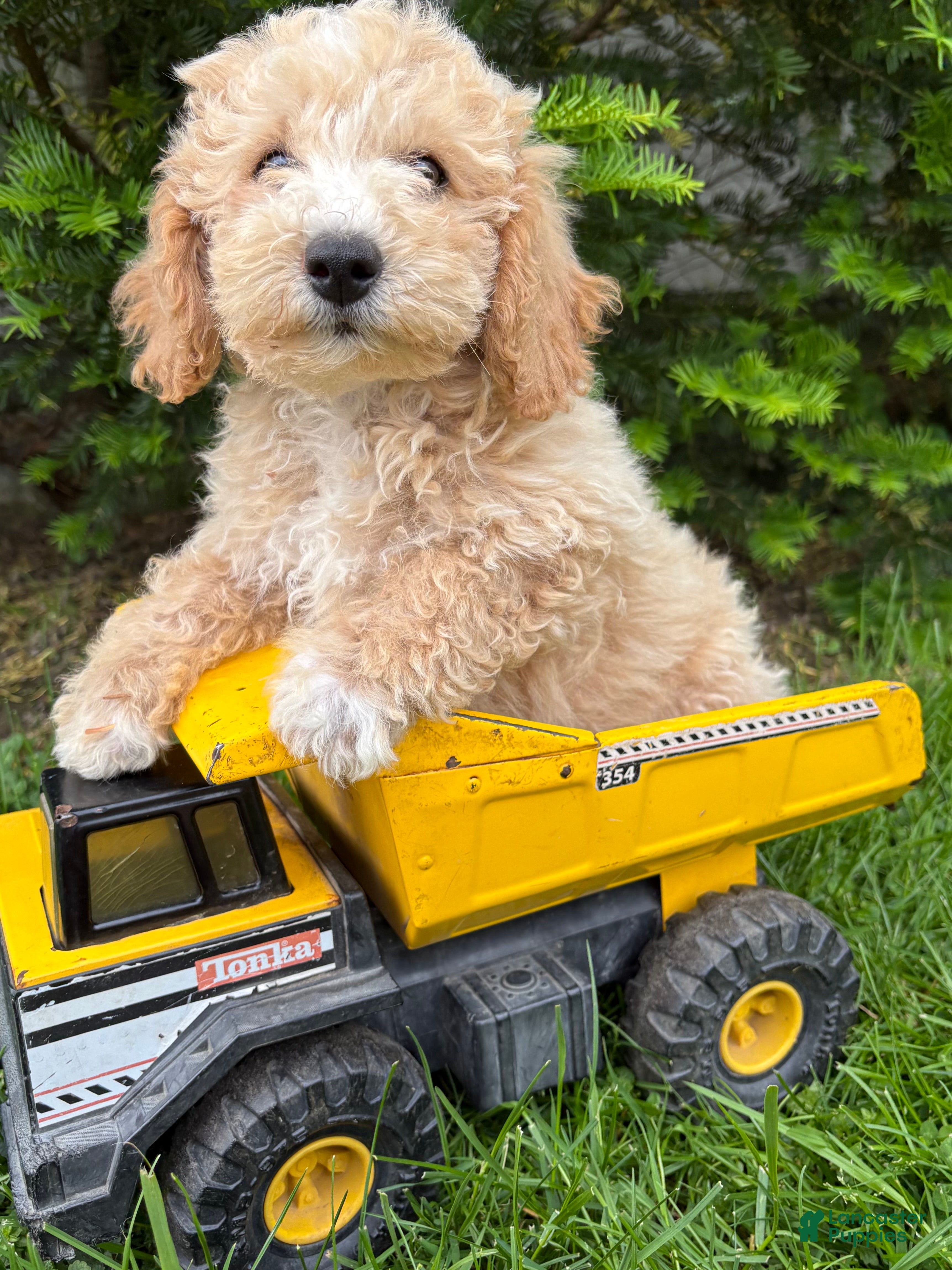 Bichpoo dogs Jack - Ad 1