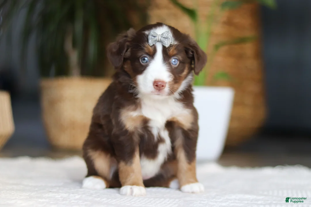 Australian Shepherd dogs for sale: Willow - Ad 4