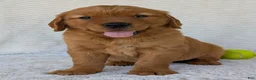 Golden Retriever dogs for sale: Miss Ruby  - Ad 10