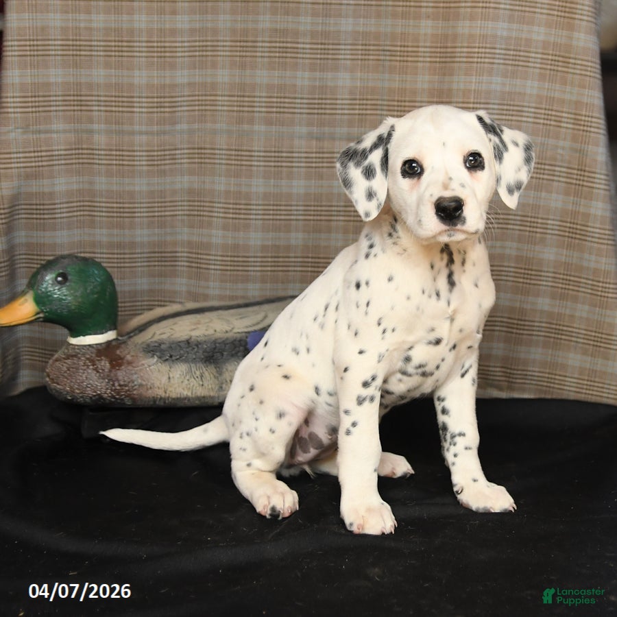 Dalmatian dogs Dolly - Ad 1