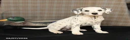 Dalmatian dogs for sale: Dolly - Ad 1