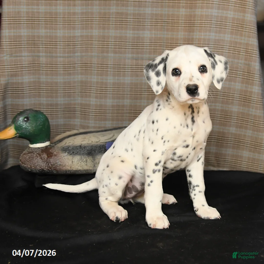 Dalmatian dogs for sale: Dolly - Ad 1