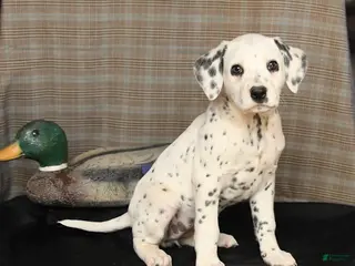 Dalmatian dogs for sale: Dolly - Ad 2