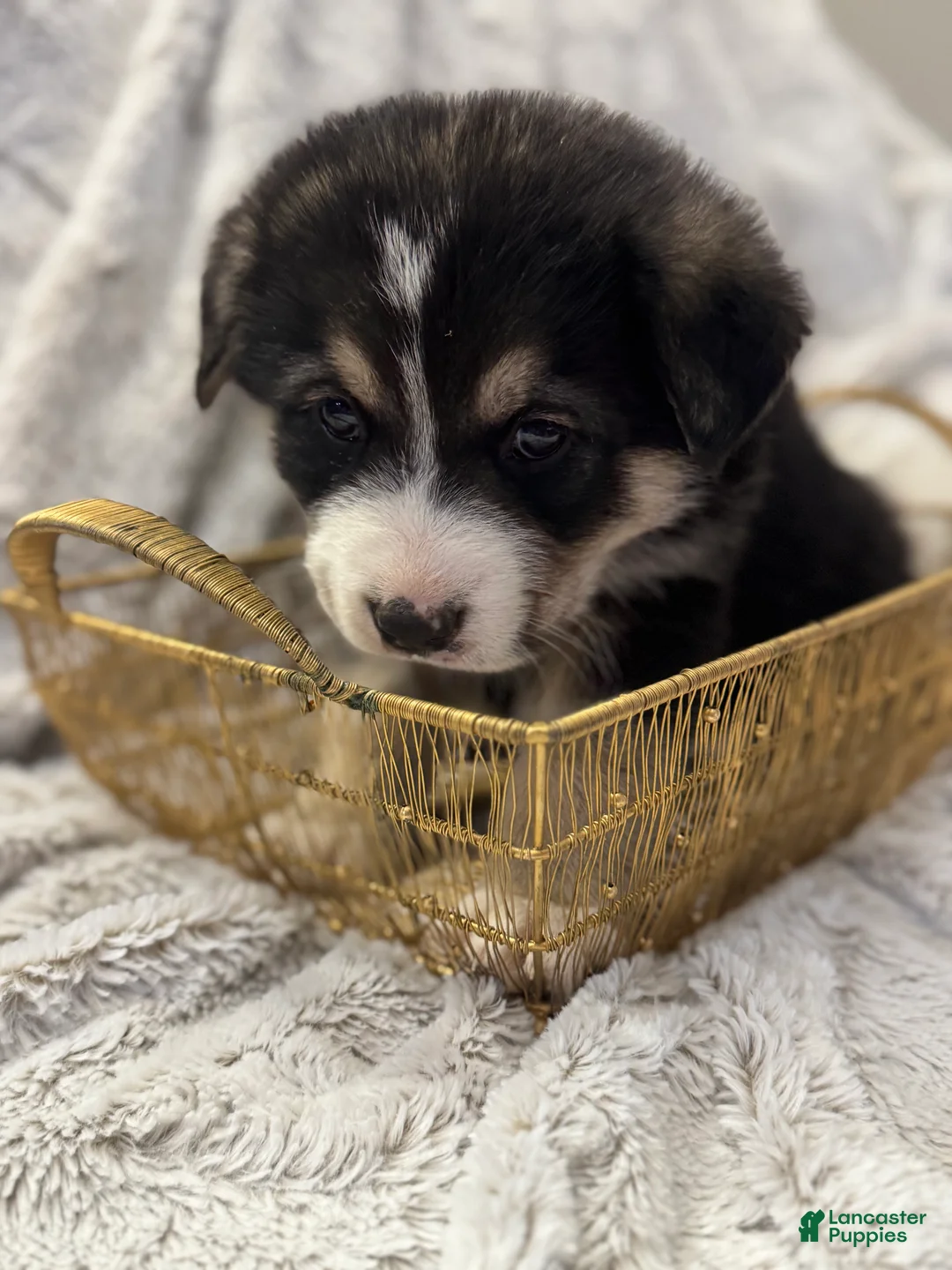 Mixed Breed dogs for sale: Mocha - Ad 5