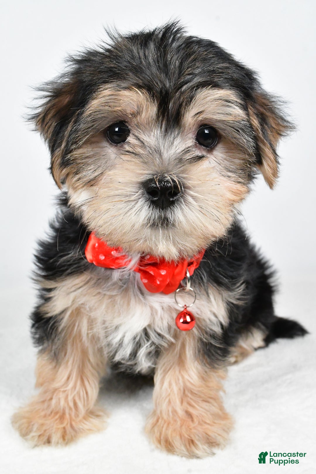 Morkie dogs for sale: Victor - Ad 7