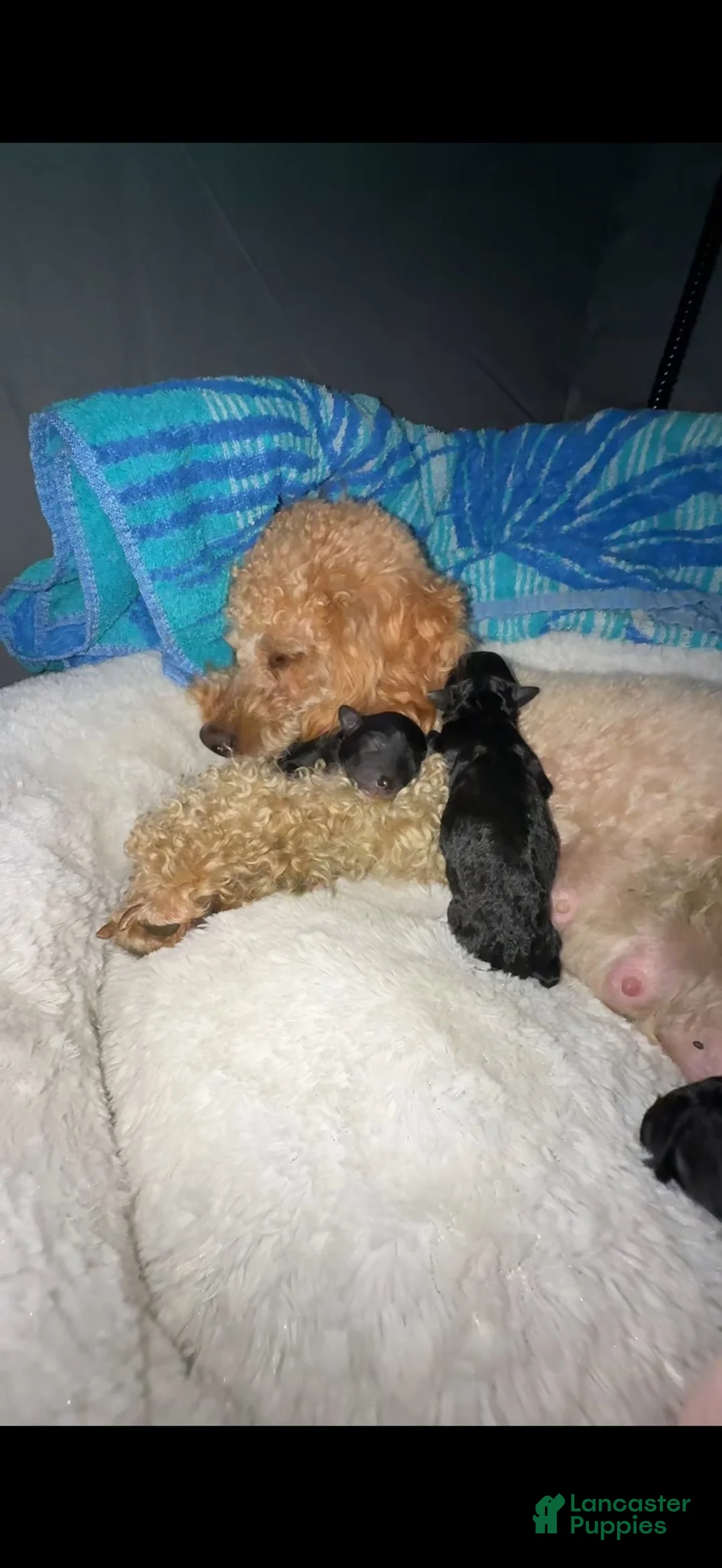 Miniature Poodle dogs for sale: Miniature Poodle 3 - Ad 1