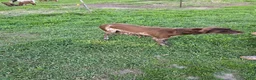 German Shorthaired Pointer dogs for sale: Bronze  - Ad 5