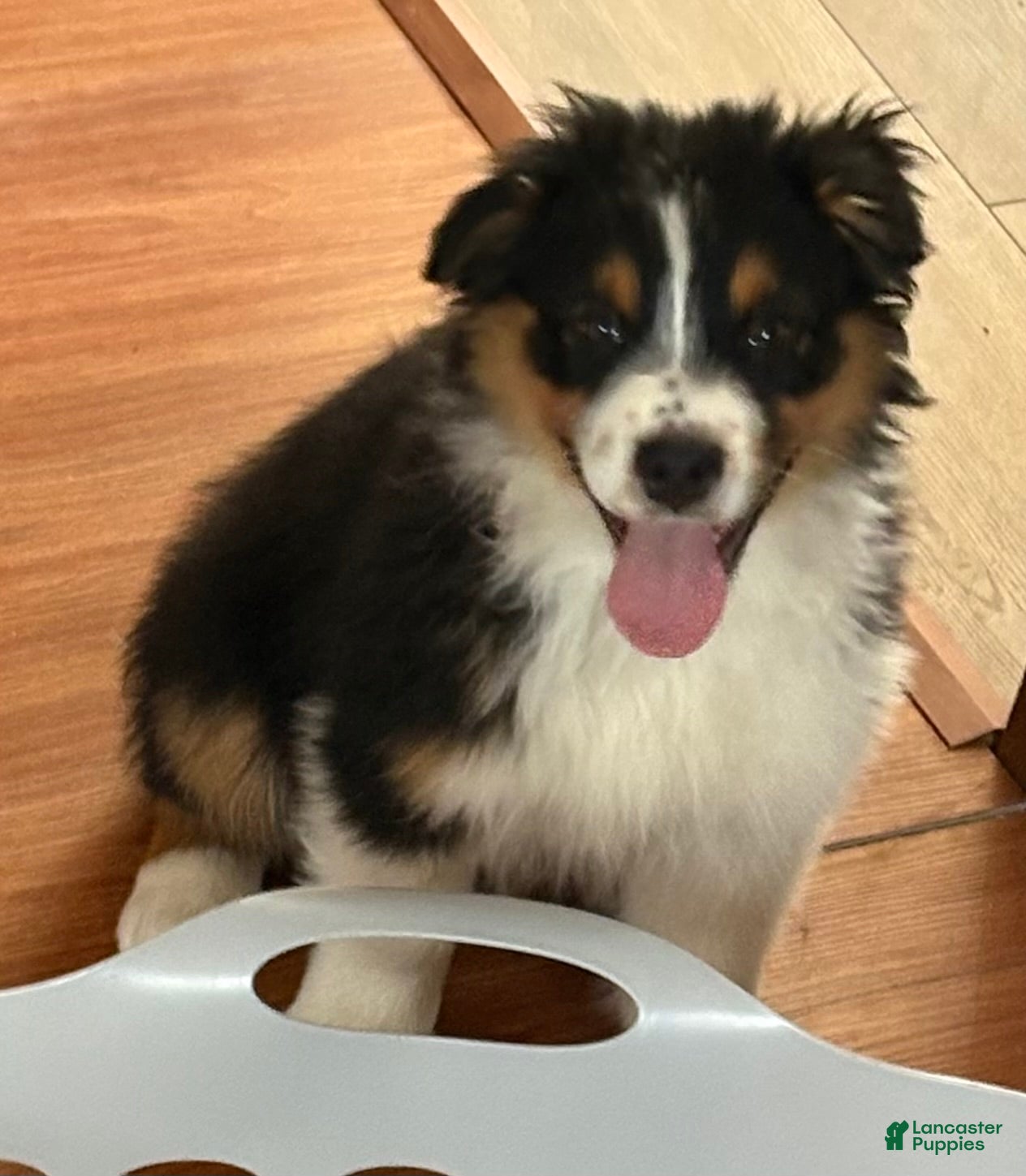 Australian Shepherd dogs Belle - Ad 2