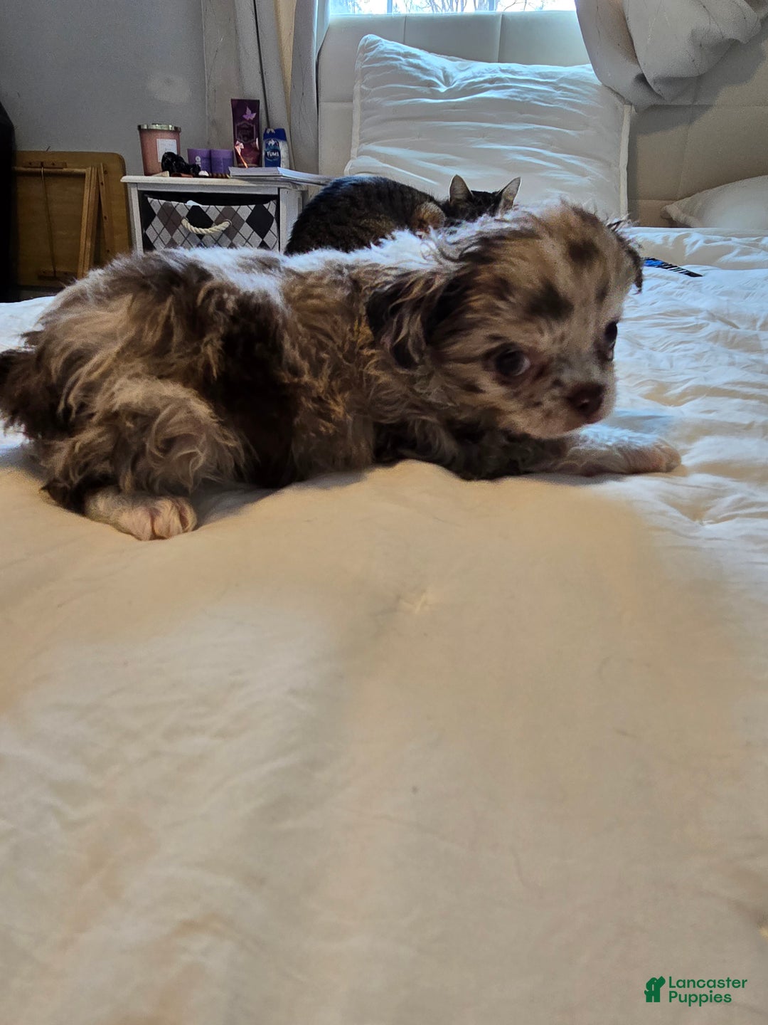 Chihuahua dogs for sale: Donnie - Ad 6