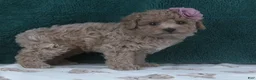 Miniature Poodle dogs for sale: Dollie - Ad 2