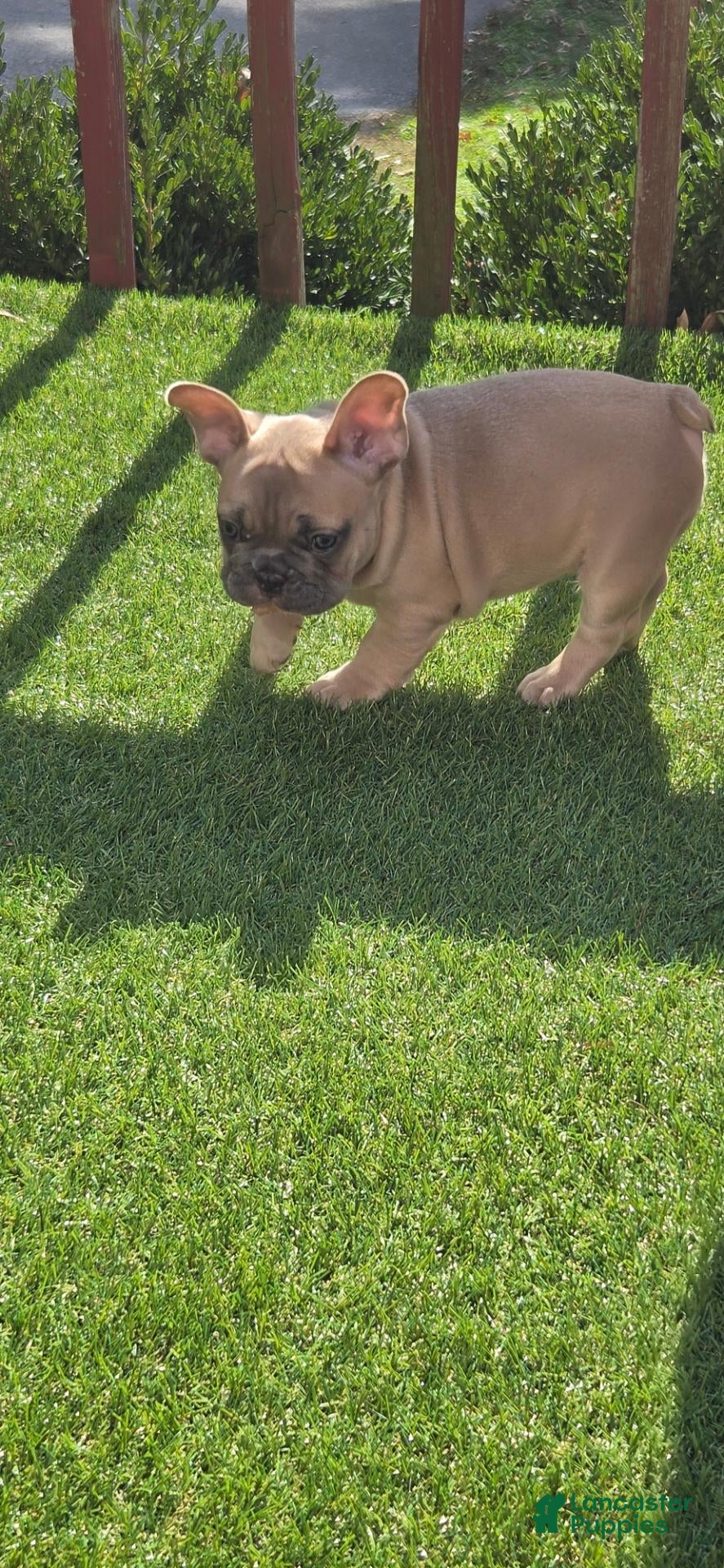 French Bulldog dogs for sale: Major - Ad 13
