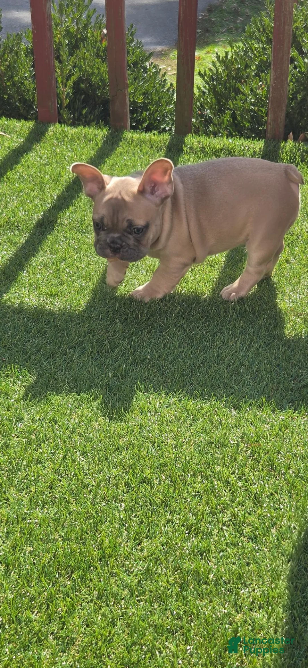 French Bulldog dogs for sale: Major - Ad 1