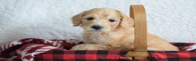 Goldendoodle Puppy 3