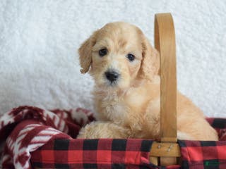 Goldendoodle dogs Goldendoodle Puppy 3 - Ad 5