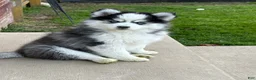 Pomsky dogs for sale: Quinn - Ad 1