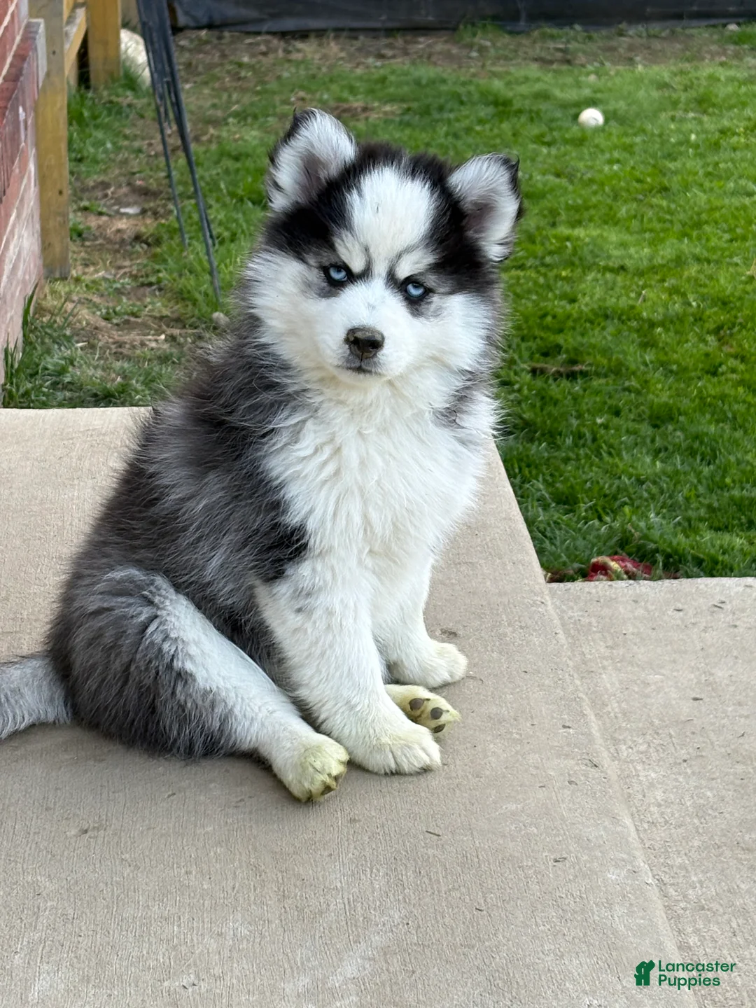 Pomsky dogs for sale: Quinn - Ad 1