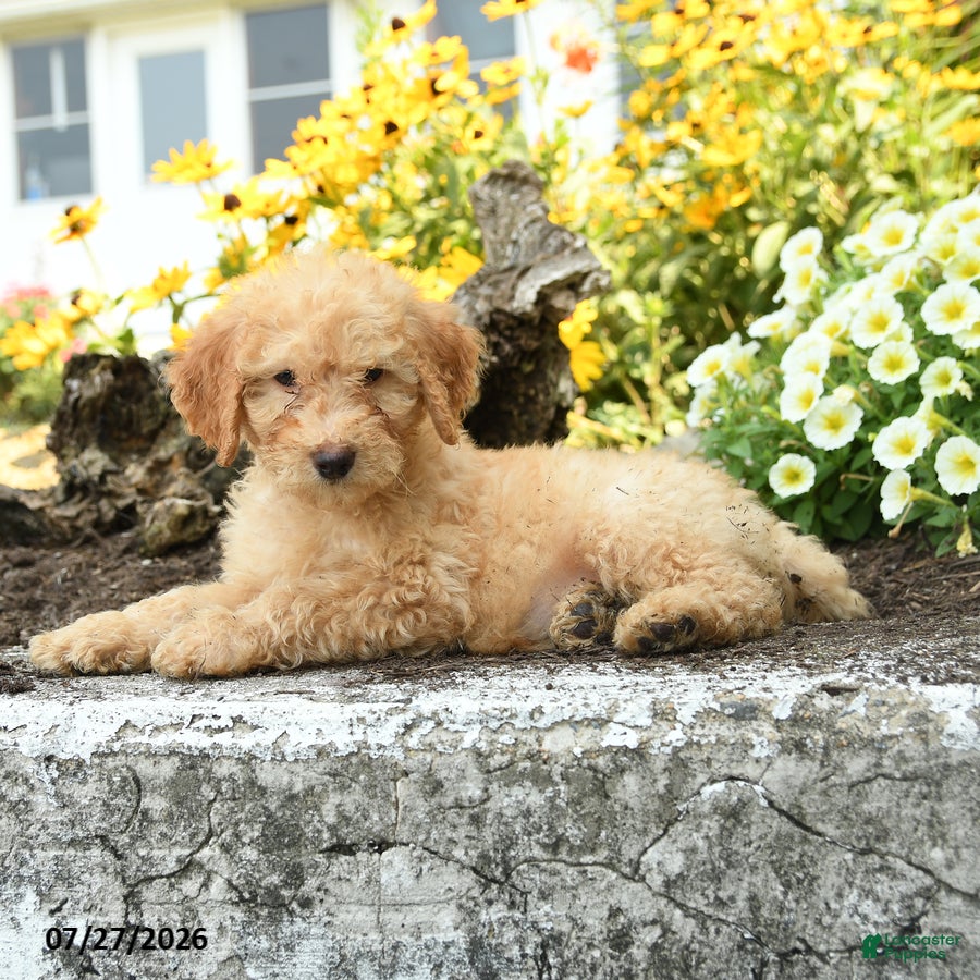 Mini Goldendoodle dogs Trudy - Ad 1