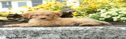 Mini Goldendoodle dogs for sale: Trudy - Ad 1