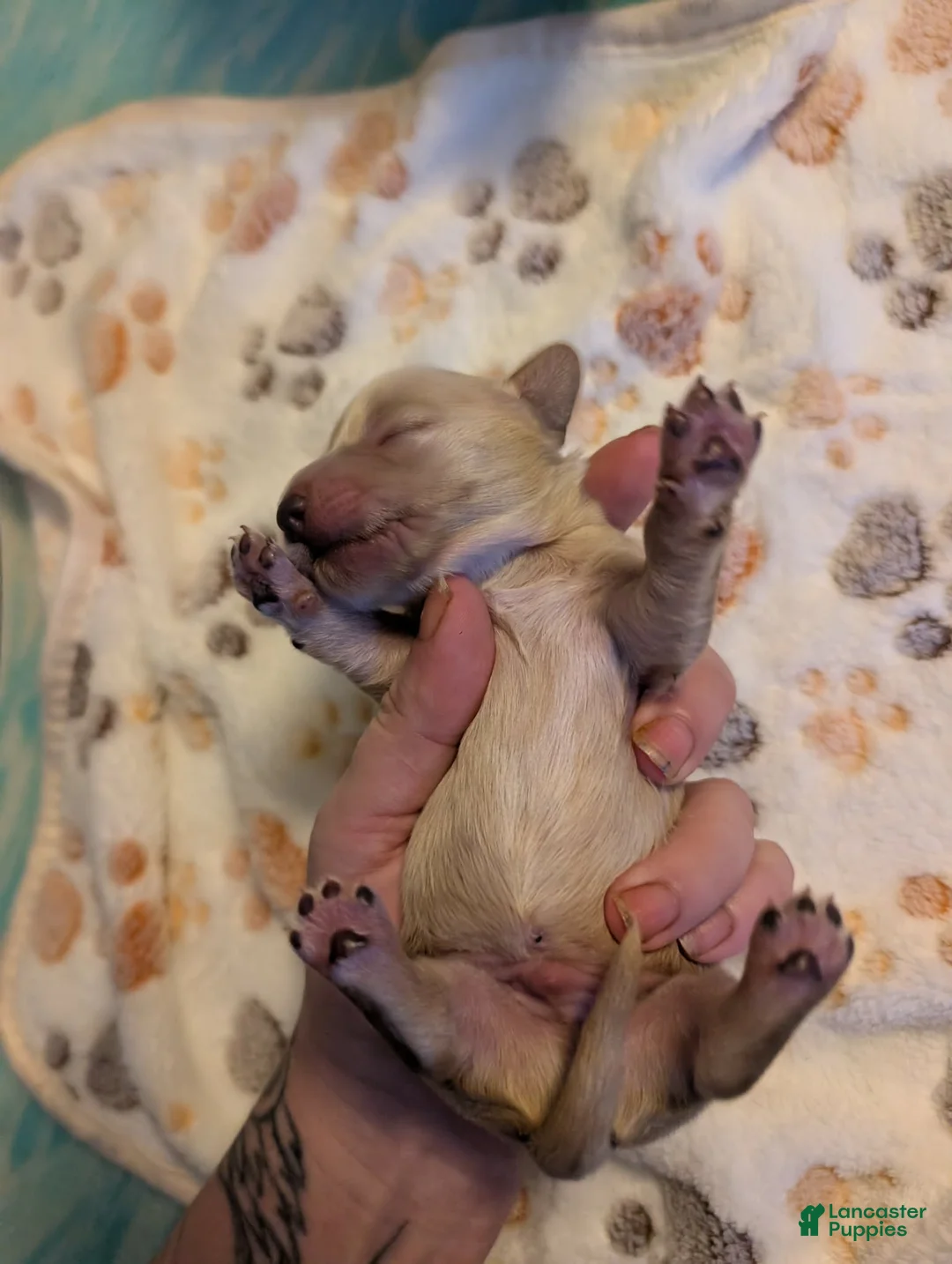 Miniature Dachshund dogs for sale: Cream hidden dapple long haired boy - Ad 2