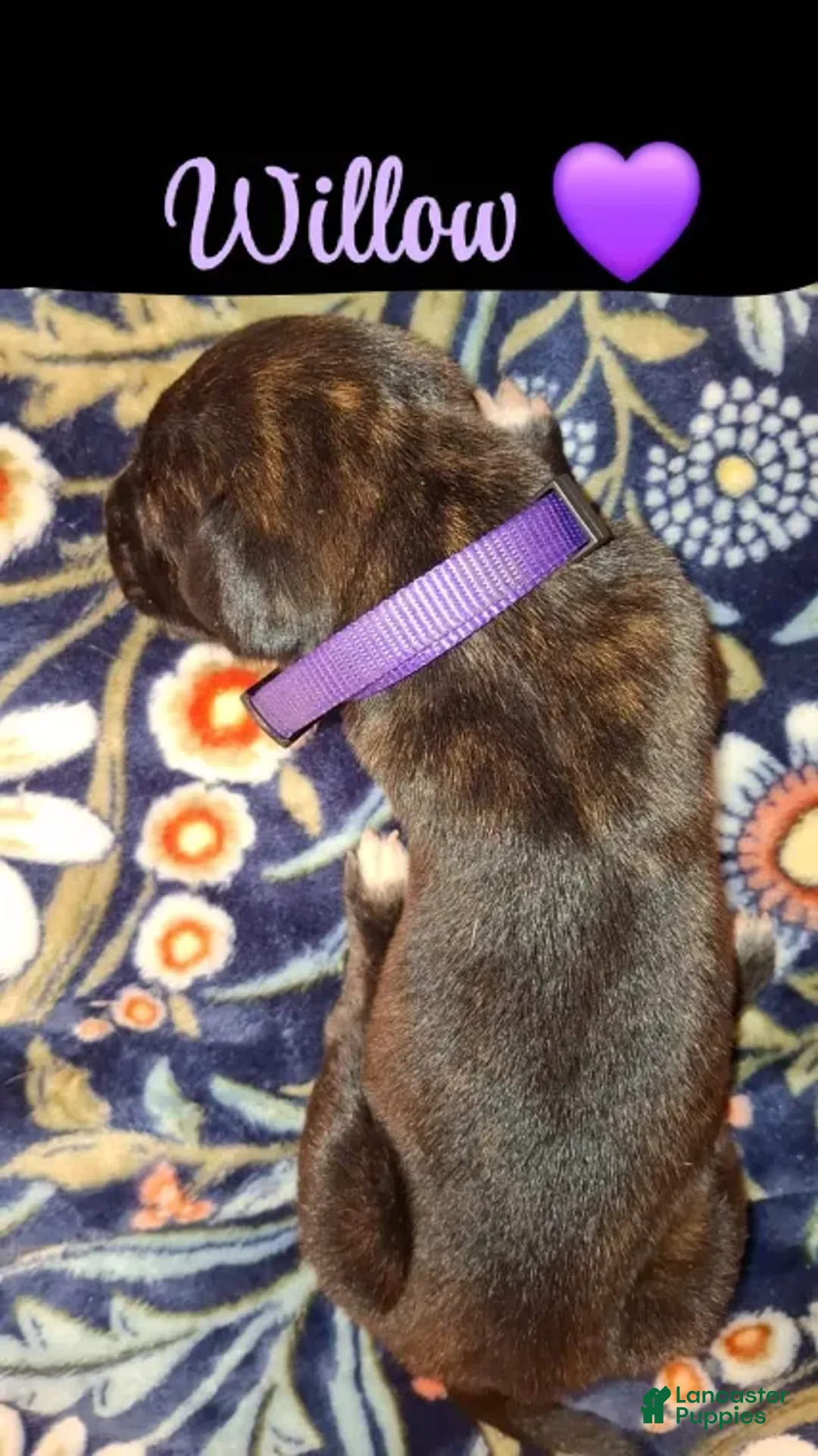 English Mastiff dogs for sale: Willow, Brindle English Mastiff Puppy - Ad 1