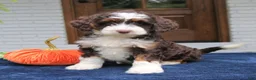 Mini Bernedoodle dogs for sale: Millie  - Ad 4