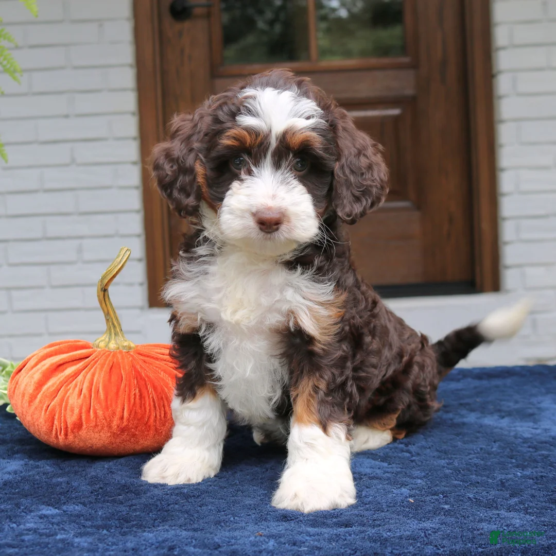 Mini Bernedoodle dogs for sale: Millie  - Ad 4