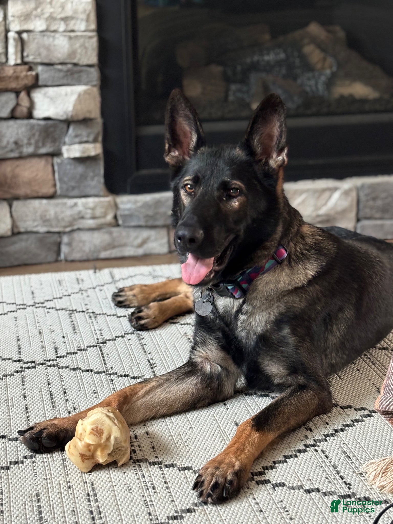 German Shepherd dogs for sale: German Shepherd Puppy 2 - Ad 4