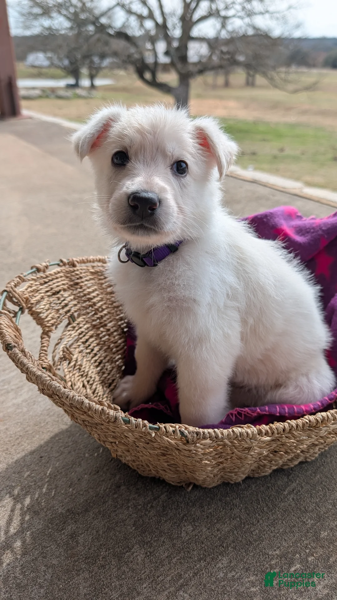 German Shepherd dogs for sale: McKinley - Ad 2