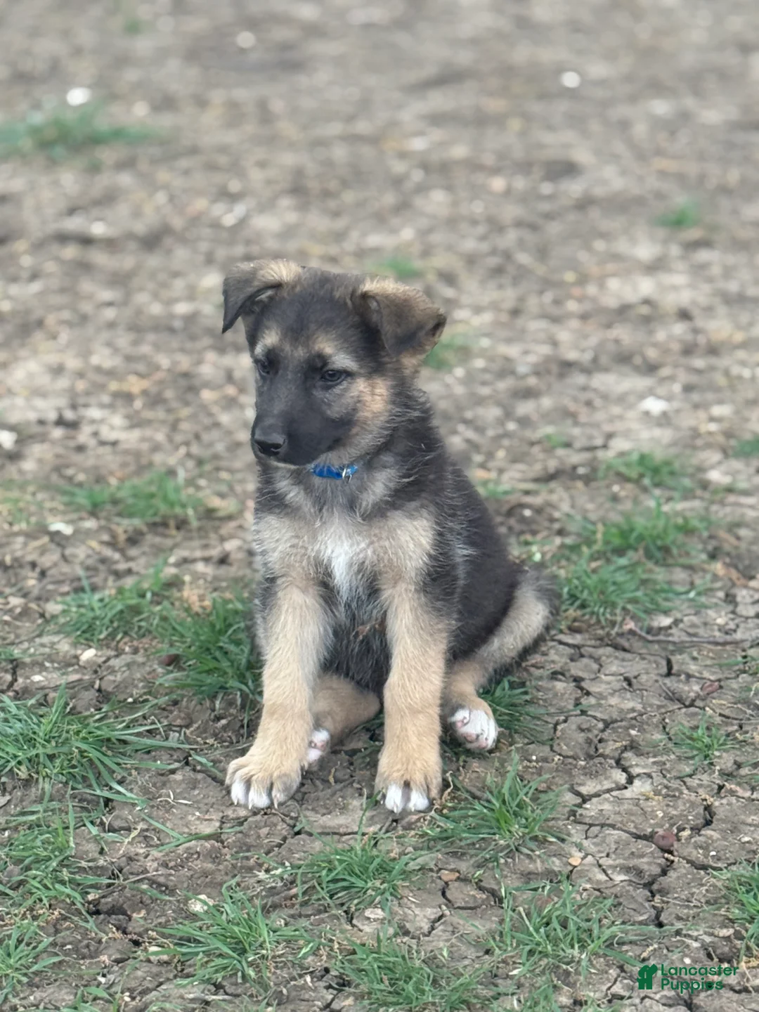 German Shepherd dogs for sale: Blue - Ad 2