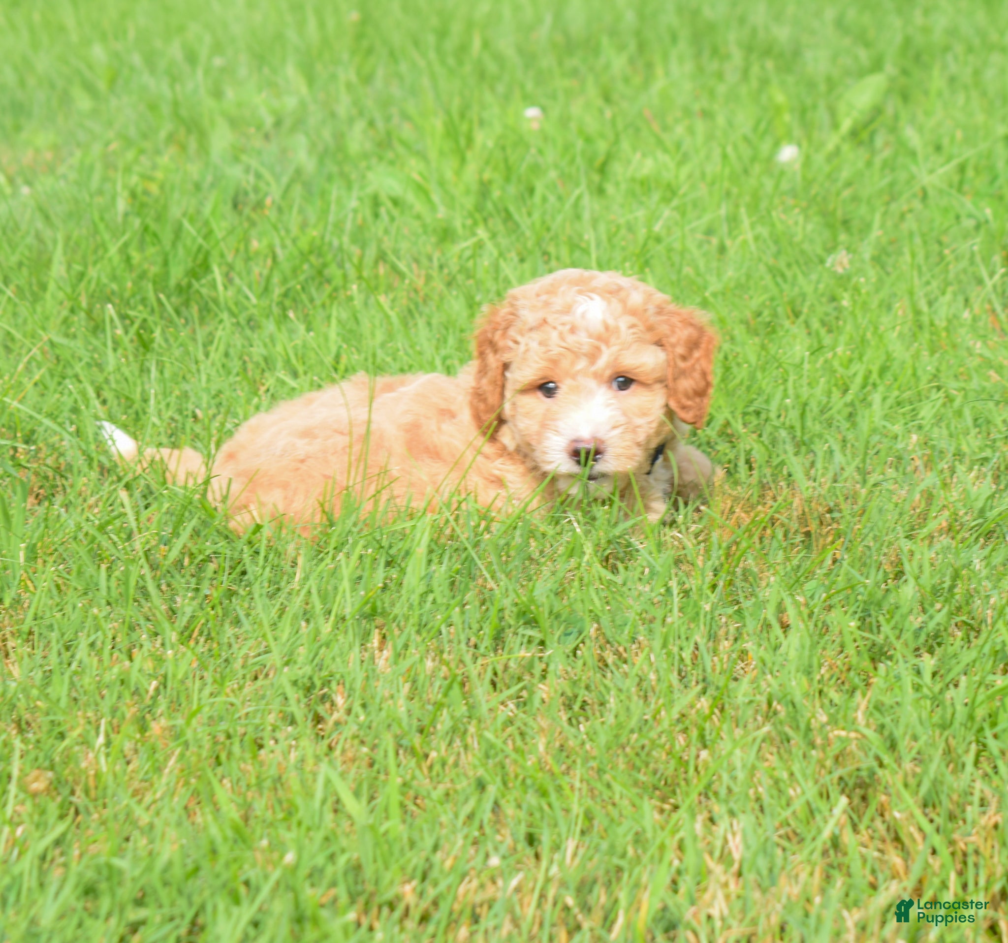 Maltipoo dogs Stetson - Ad 2