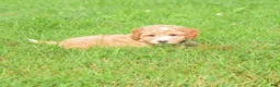Maltipoo dogs for sale: Stetson - Ad 2
