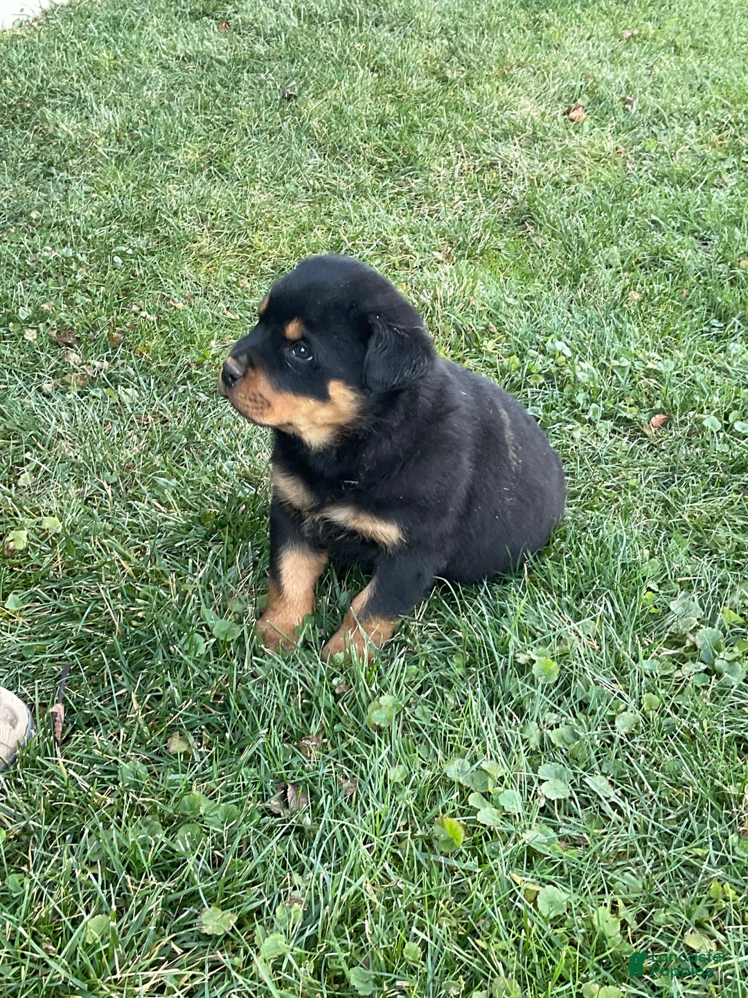 Rottweiler dogs for sale: Rottweiler Puppy 1 - Ad 7