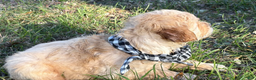 Golden Retriever dogs for sale: Nicholas - Ad 2