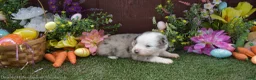 Australian Shepherd dogs for sale: Sneezy 2 blue eyes blue merle - Ad 5