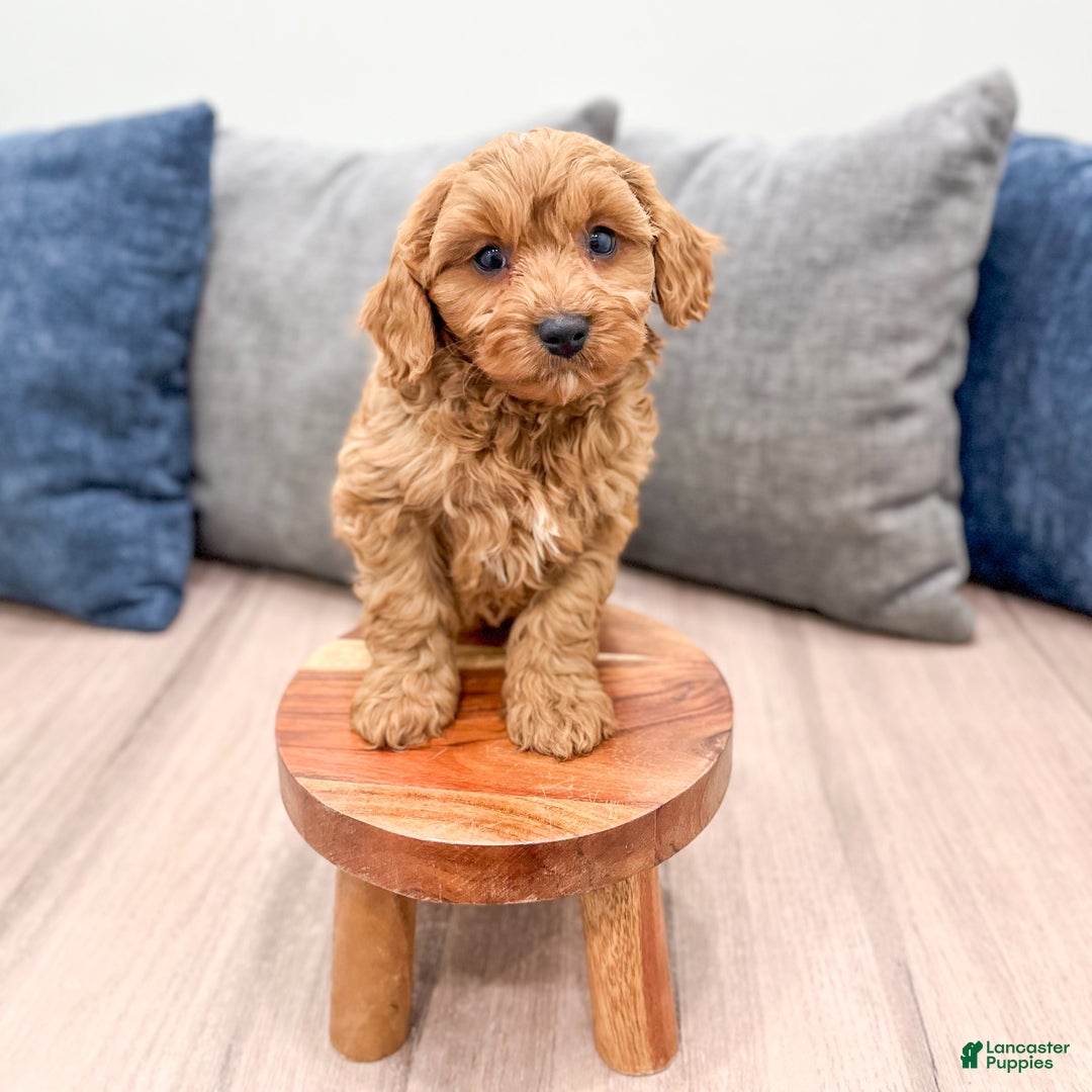 Cavapoo dogs for sale: Bingo - Ad 6
