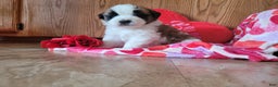Saint Bernard dogs for sale: Beau - Ad 4