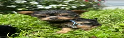Yorkiepoo dogs for sale: Blue - Ad 3