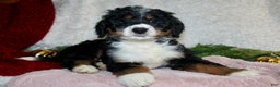 Bernedoodle dogs for sale: Rosie - Ad 1
