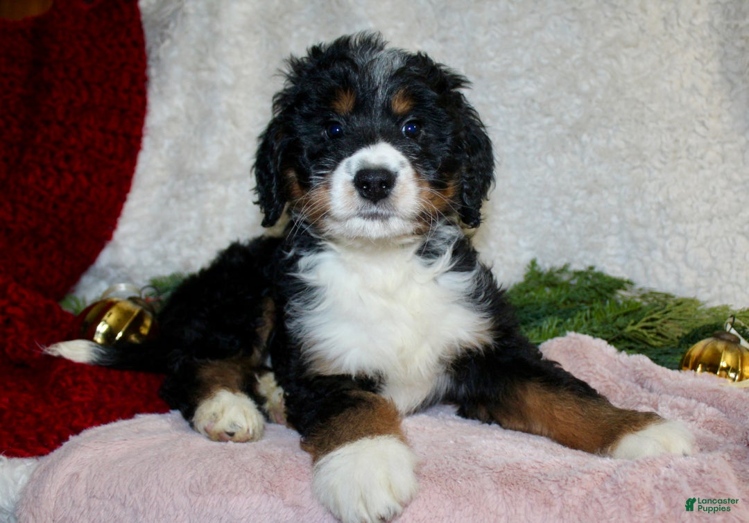 Bernedoodle dogs for sale: Rosie - Ad 1