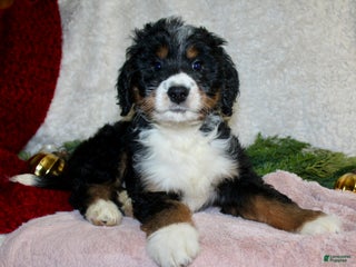 Bernedoodle dogs Rosie - Ad 22