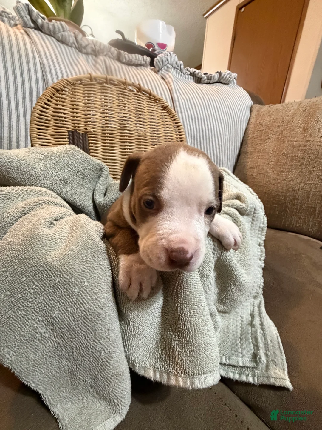 American Bully dogs for sale: American Bully 3 - Ad 2