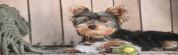 Yorkshire Terrier dogs for sale: Junior - Ad 7