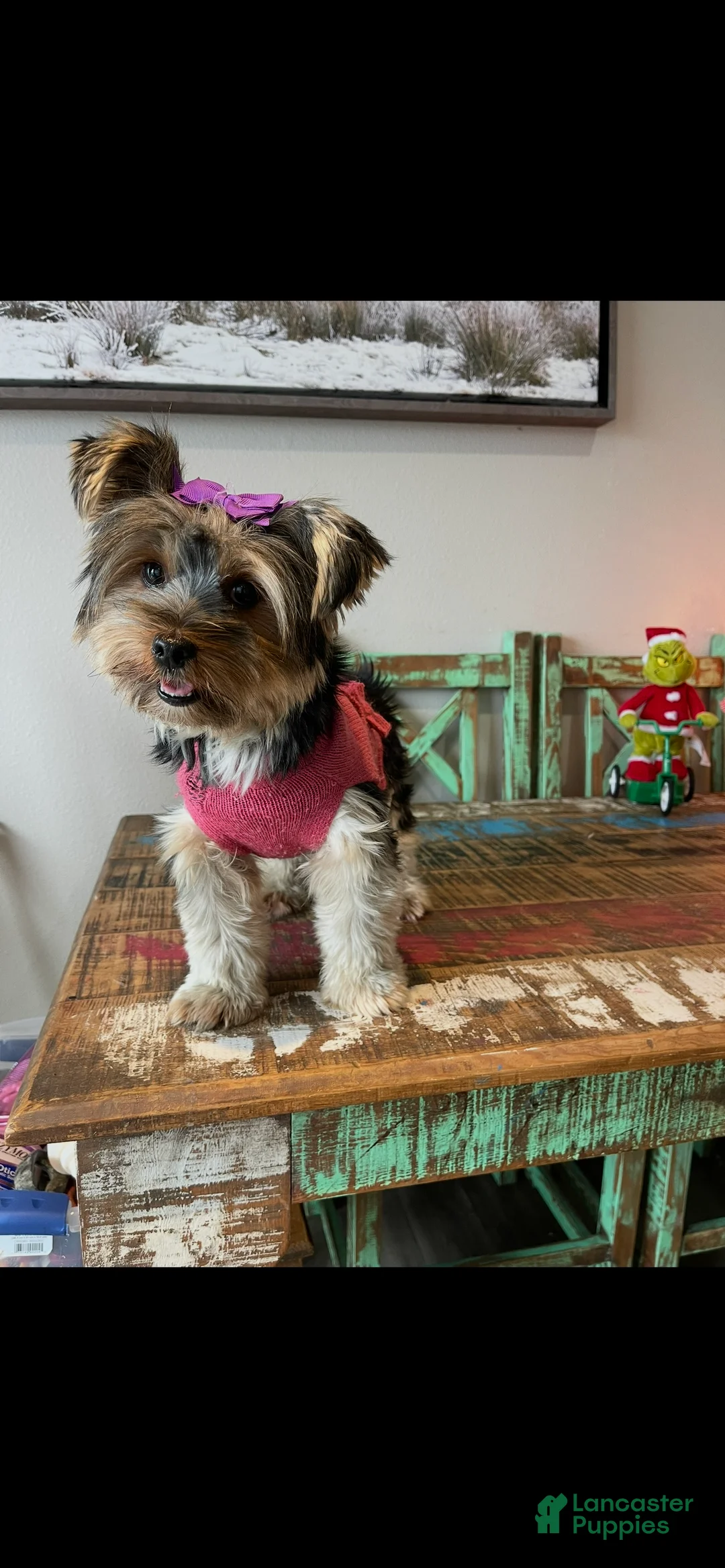 Yorkshire Terrier dogs for sale: Mable - Ad 5