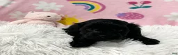 Cavapoo dogs for sale: Sweetheart - Ad 4